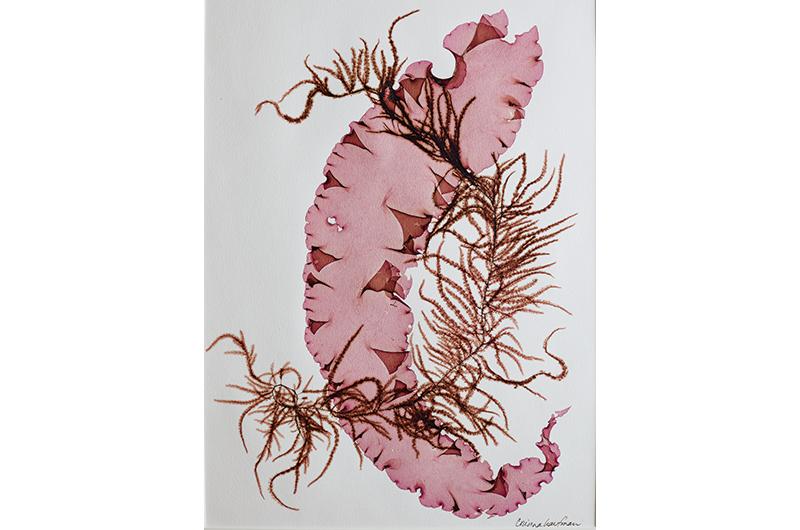 Seaweed pressing dates back centuries, peaking during the Victorian era.