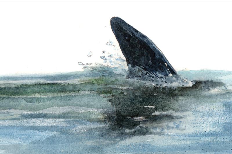Chondrichthyes, Elasmobranchii, species unknown.
