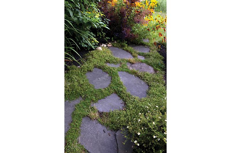 Creeping thyme and cinquefoil provide ground cover.