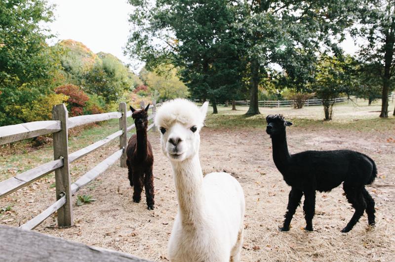 The family’s three alpacas share a paddock and shed behind the barn.